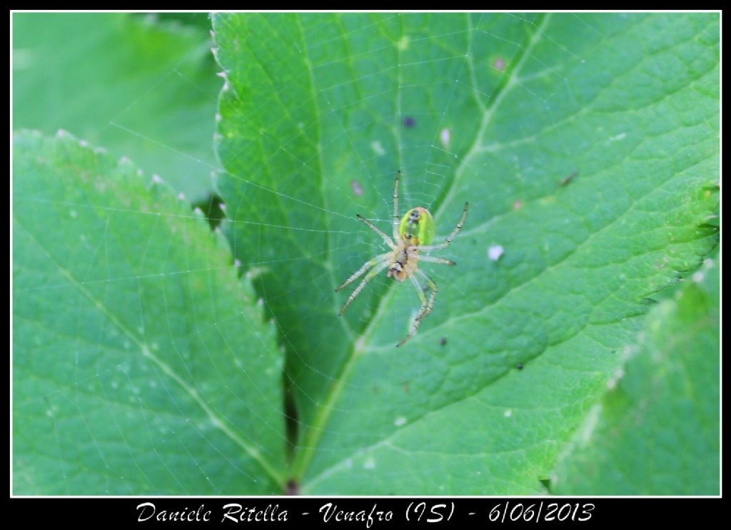 Araniella sp. - Venafro (IS)